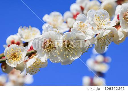 白梅の花 白梅の花 106522861
