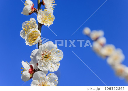 白梅の花 106522863