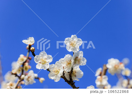 白梅の花 106522868