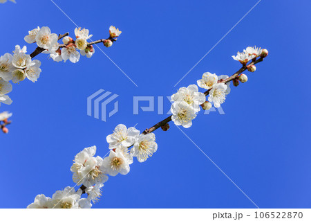 白梅の花 白梅の花 106522870