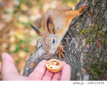A squirrel in the autumn eats nuts from a human hand. Eurasian red squirrel, Sciurus vulgaris 106523204