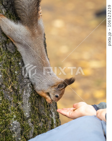 The boy feeds a squirrel with nuts from a hand in the wood 106523239
