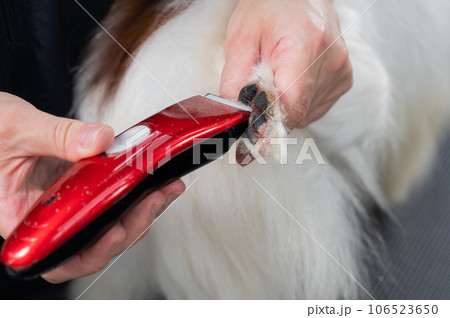 A female groomer cuts the hair between the toes of a Papillon dog. A female groomer cuts the hair between the toes of a Papillon dog. 106523650