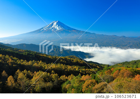 唐松紅葉の西川林道から望む雲海富士 山梨県河口湖町 唐松紅葉の西川林道から望む雲海富士 山梨県河口湖町 106523671