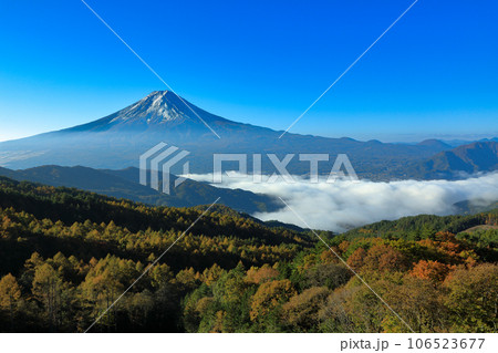 唐松紅葉の西川林道から望む雲海富士　山梨県河口湖町 106523677