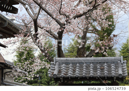 本法寺境内に咲く桜 106524739