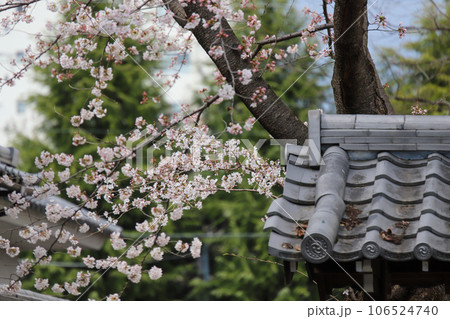 本法寺境内に咲く桜 本法寺境内に咲く桜 106524740