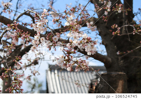 妙蓮寺境内に咲く桜 106524745
