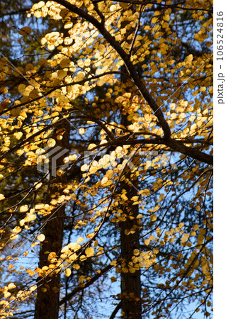 太陽の光が透ける美しい紅葉 106524816