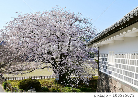 桜咲く金沢城公園　春の金沢の観光スポット　金沢の桜の名所　満開の桜と菱櫓と二の丸広場　 106525075