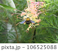 熊蜂とグレビレア 106525088