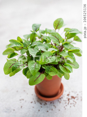 A pot with fresh sorrel microgreens 106525136