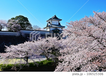桜咲く金沢城公園　春の金沢の観光スポット　金沢の桜の名所　満開の桜と石川門　 106525306