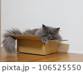 猫 段ボール箱 106525550