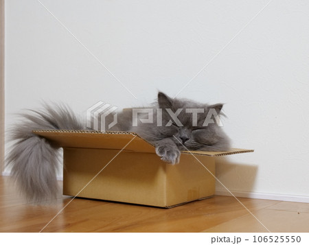 猫 段ボール箱 106525550