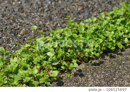 コンクリートの間に植えられたダイコンドラ 106525697