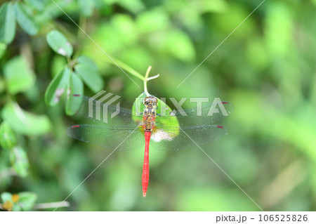 赤トンボのマユタテアカネ（眉立茜） 106525826