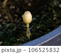 黄色いキノコ 106525832