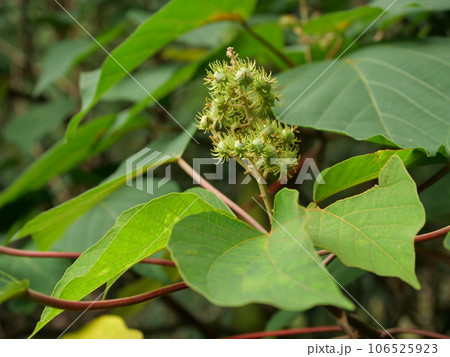 ギンドロ 実 106525923