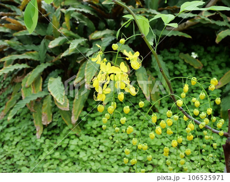 ナンバンサイカチ 106525971