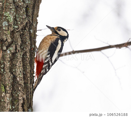 Bird on a blue background. The woodpecker sits on a tree. Close-up. Nature. 106526188