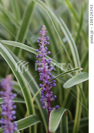 夏の庭に咲くヤブランの紫色の花と緑色に白い縁取りの葉 夏の庭に咲くヤブランの紫色の花と緑色に白い縁取りの葉 106526343