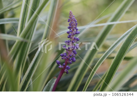 夏の庭に咲くヤブランの紫色の花と緑色に白い縁取りの葉 106526344