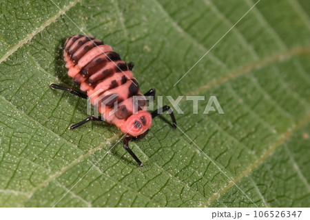 生き物　昆虫　ムネアカオオクロテントウ、幼虫です。二〇一五年頃確認された外来種、派手めの警告色 106526347