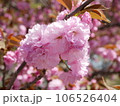 八重桜  106526404
