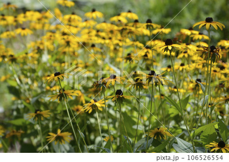 Black-eyed Susan 106526554