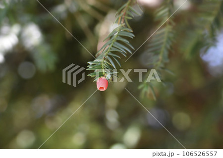 Irish Yew Schwarzgrun 106526557