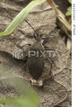Natural closeup shot of an Oregon squash Anasa tristis, a pest species on squash and pumpkins Natural closeup shot of an Oregon squash Anasa tristis, a pest species on squash and pumpkins 106526599