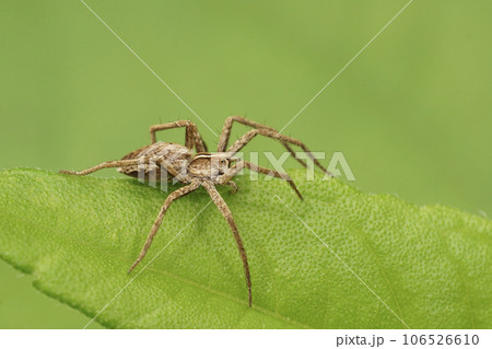 Closeup on a small Nursery web spider , Pisaura mirabilis, sitting on a green leaf 106526610