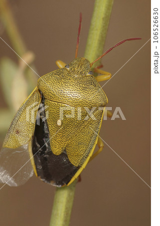 Vertical closeup on a colorful adult gorse shield bug,Piezodorus lituratus sitting on vegetation Vertical closeup on a colorful adult gorse shield bug,Piezodorus lituratus sitting on vegetation 106526630