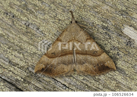Closeup on the brown snout moth, Hypena proboscidalis sitting on wood 106526634