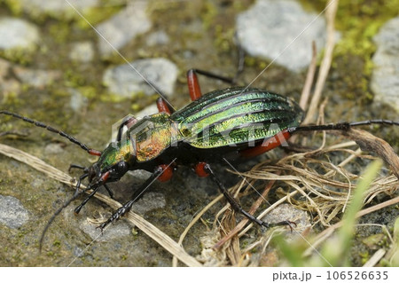 Closeup on a colorful metalling green and red ground beetle, Carabus auronitens in Austria 106526635
