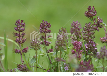 Closeup on blossoming broad-leaved or lemon thyme, Thymus pulegioides against a green background 106526636