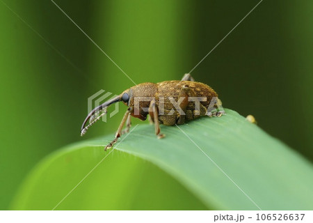 Closeup shot of a small long-nosed weevil ,Curculio glandium, on a blade of grass 106526637