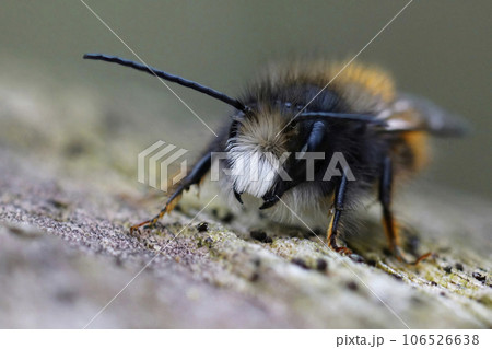 Frontal closeup on a black and orange fluffy male, European orchard mason solitary bee, Osmia cornuta 106526638