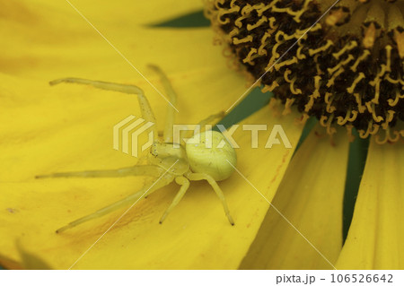 Closeup on a crabspider, Misumena vatia, on a yellow Helenium flower 106526642