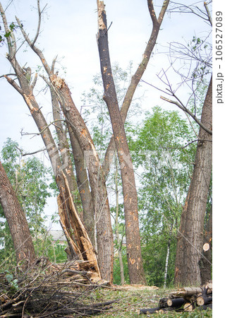 Broken trees in park after air attack, Kyiv, Ukraine. Bare trunks after blast wave. Damaged parkland after missile explosion. War in Ukraine. Russian aggression concept. Destroyed nature. Broken trees in park after air attack, Kyiv, Ukraine. Bare trunks after blast wave. Damaged parkland after missile explosion. War in Ukraine. Russian aggression concept. Destroyed nature. 106527089