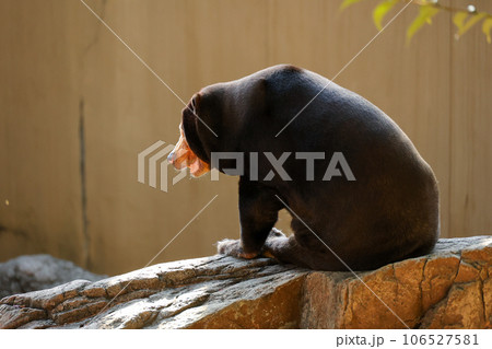 世界最小のクマのんびりマレーグマ 106527581