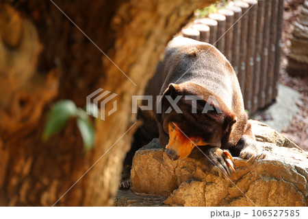 世界最小のクマのんびりマレーグマ 106527585