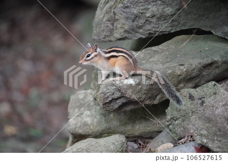 ふさふさのシッポが可愛いシマリス ふさふさのシッポが可愛いシマリス 106527615