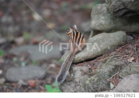ふさふさのシッポが可愛いシマリス 106527621
