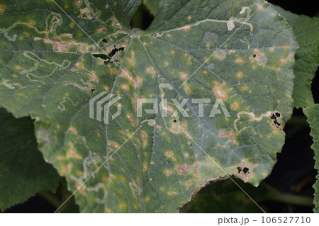 地這い胡瓜の病害虫被害、絵かき虫、 地這い胡瓜の病害虫被害、絵かき虫、 106527710
