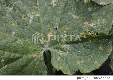 地這い胡瓜の病害虫被害、絵かき虫、斑点細菌病 地這い胡瓜の病害虫被害、絵かき虫、斑点細菌病 106527712