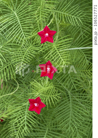 真っ赤な星形の花を咲かせるルコウソウ(縷紅草) 真っ赤な星形の花を咲かせるルコウソウ(縷紅草) 106527771