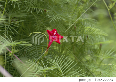 真っ赤な星形の花を咲かせるルコウソウ(縷紅草) 真っ赤な星形の花を咲かせるルコウソウ(縷紅草) 106527773