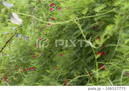 真っ赤な星形の花を咲かせるルコウソウ（縷紅草） 106527775